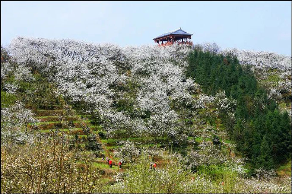 【春天，广西桂林灌阳县向您发出邀请！】我们在灌阳看梨花 - 游山玩水 - 湘潭生活社区 - 湘潭28生活网 xiangtan.28life.net