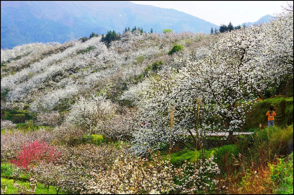 【春天，广西桂林灌阳县向您发出邀请！】我们在灌阳看梨花 - 游山玩水 - 湘潭生活社区 - 湘潭28生活网 xiangtan.28life.net