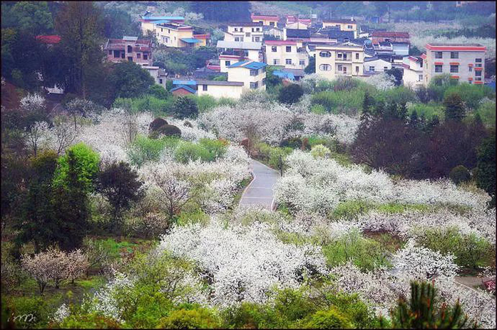 【春天，广西桂林灌阳县向您发出邀请！】我们在灌阳看梨花 - 游山玩水 - 湘潭生活社区 - 湘潭28生活网 xiangtan.28life.net