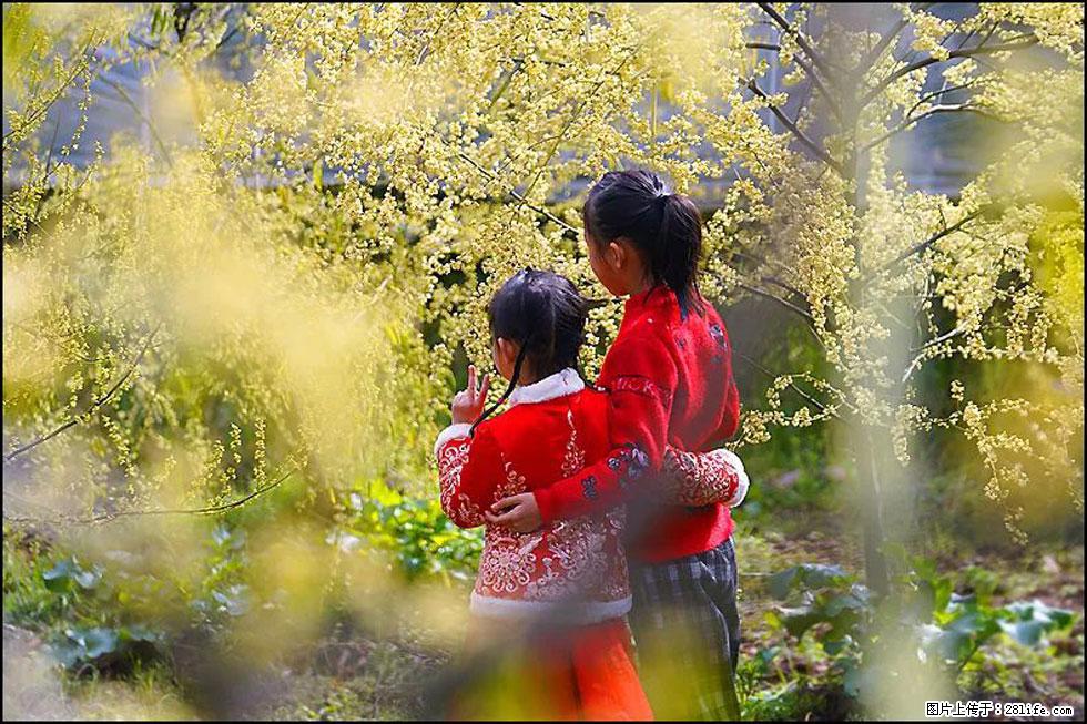【春天，广西桂林灌阳县向您发出邀请！】米珠山前有片山苍子花在飘香 - 游山玩水 - 湘潭生活社区 - 湘潭28生活网 xiangtan.28life.net