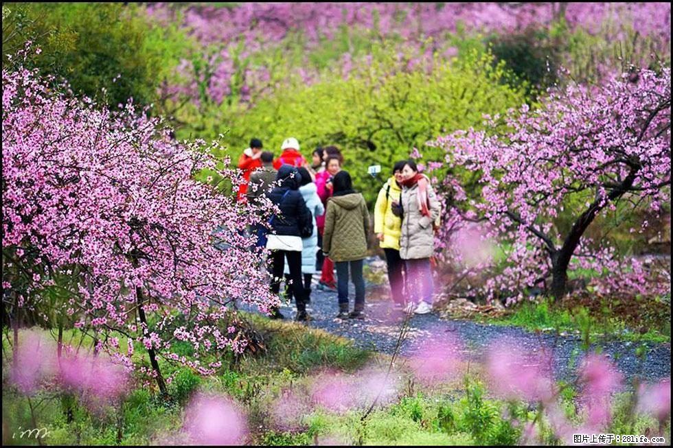 【春天，广西桂林灌阳县向您发出邀请！】官庄村有个醉美的桃花园 - 游山玩水 - 湘潭生活社区 - 湘潭28生活网 xiangtan.28life.net