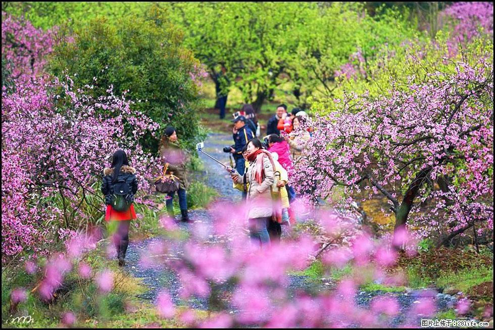 【春天，广西桂林灌阳县向您发出邀请！】官庄村有个醉美的桃花园 - 游山玩水 - 湘潭生活社区 - 湘潭28生活网 xiangtan.28life.net