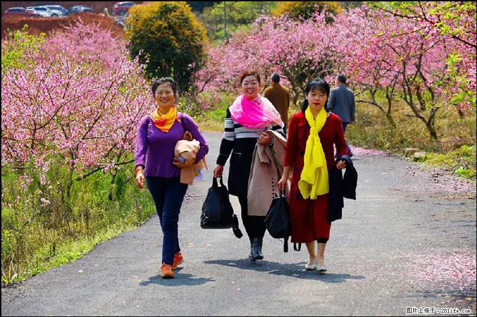 【春天，广西桂林灌阳县向您发出邀请！】官庄村有个醉美的桃花园 - 游山玩水 - 湘潭生活社区 - 湘潭28生活网 xiangtan.28life.net