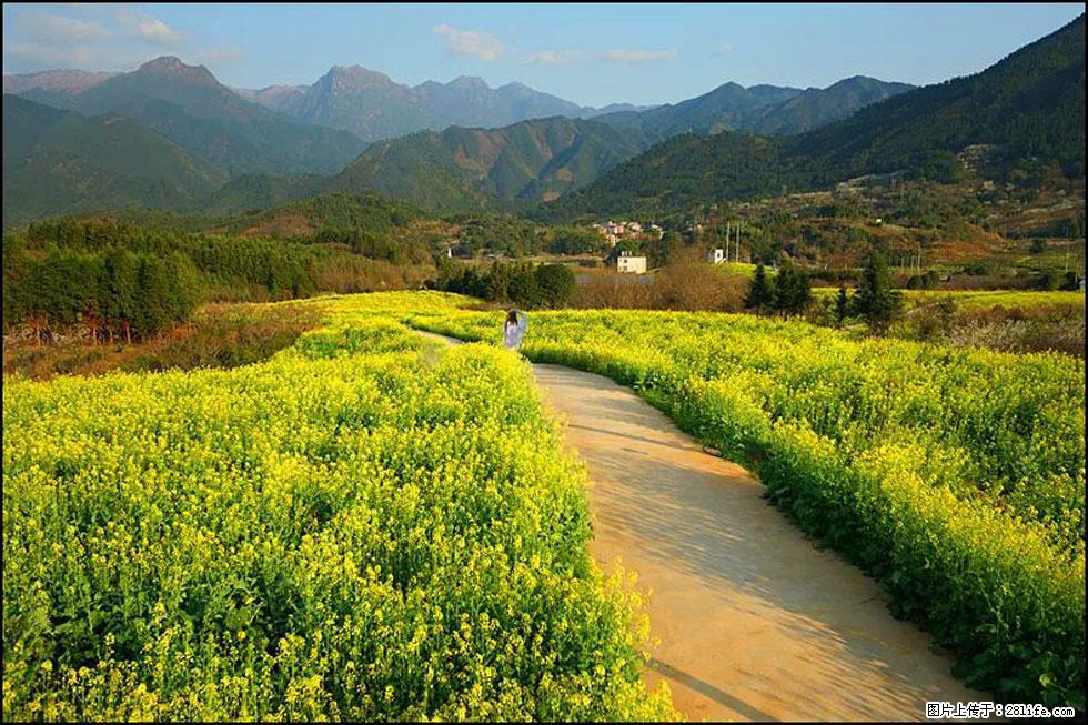 【春天，广西桂林灌阳县向您发出邀请！】长坪村油菜盛情花开 - 游山玩水 - 湘潭生活社区 - 湘潭28生活网 xiangtan.28life.net