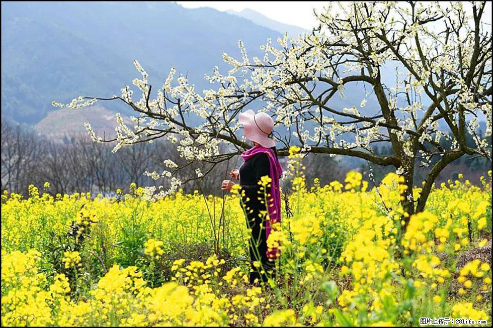 【春天，广西桂林灌阳县向您发出邀请！】长坪村油菜盛情花开 - 游山玩水 - 湘潭生活社区 - 湘潭28生活网 xiangtan.28life.net