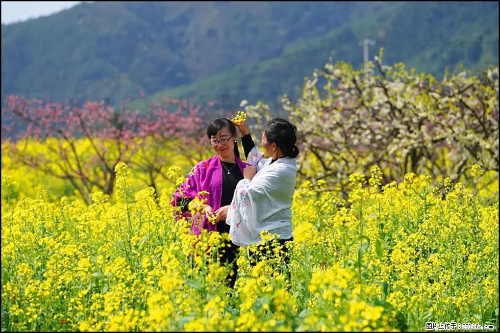 【春天，广西桂林灌阳县向您发出邀请！】长坪村油菜盛情花开 - 游山玩水 - 湘潭生活社区 - 湘潭28生活网 xiangtan.28life.net