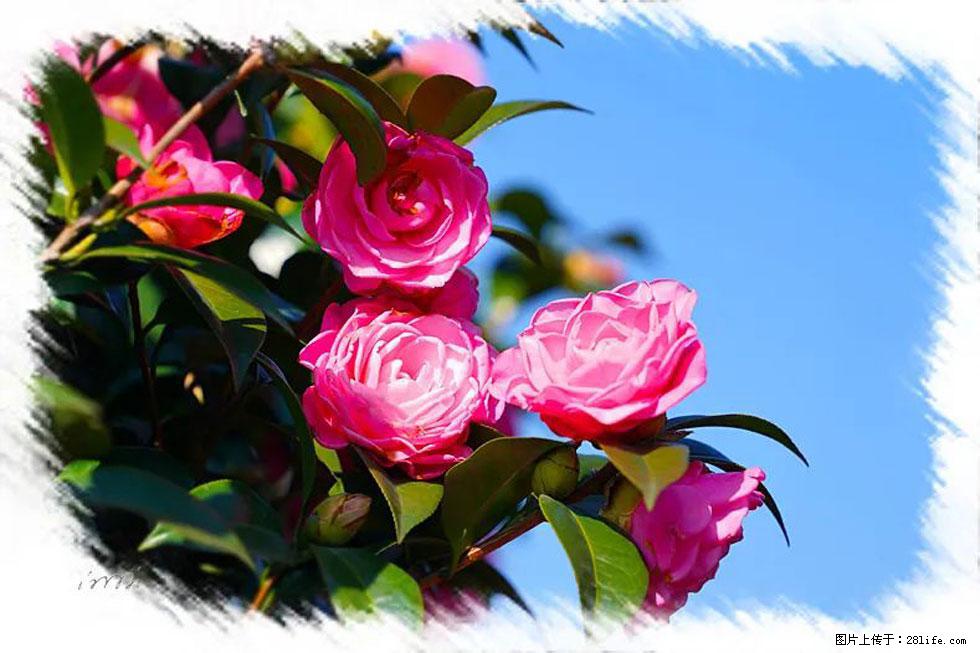 【春天，广西桂林灌阳县向您发出邀请！】杨柳井茶花惹人爱 - 游山玩水 - 湘潭生活社区 - 湘潭28生活网 xiangtan.28life.net