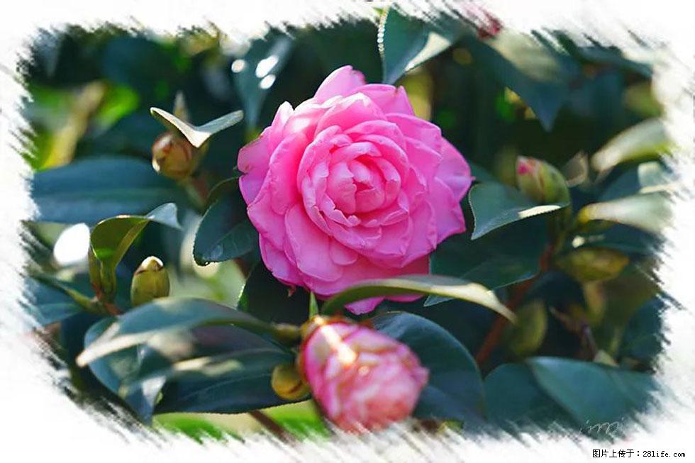 【春天，广西桂林灌阳县向您发出邀请！】杨柳井茶花惹人爱 - 游山玩水 - 湘潭生活社区 - 湘潭28生活网 xiangtan.28life.net