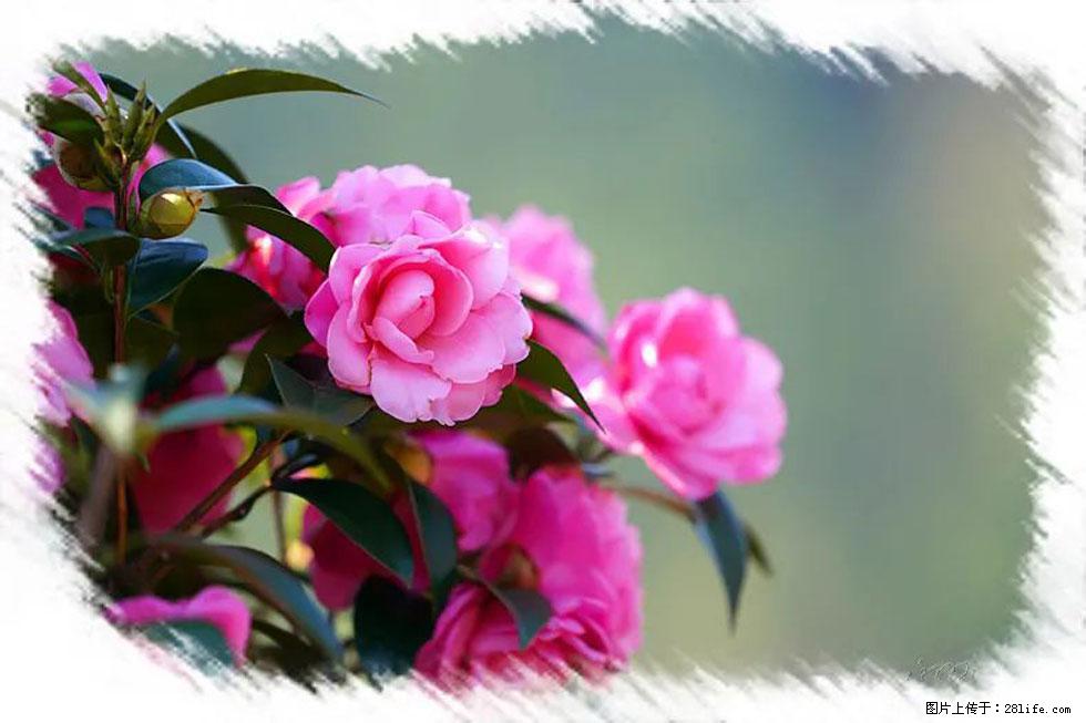 【春天，广西桂林灌阳县向您发出邀请！】杨柳井茶花惹人爱 - 游山玩水 - 湘潭生活社区 - 湘潭28生活网 xiangtan.28life.net