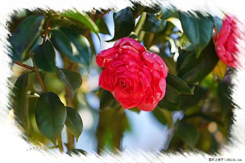 【春天，广西桂林灌阳县向您发出邀请！】杨柳井茶花惹人爱 - 游山玩水 - 湘潭生活社区 - 湘潭28生活网 xiangtan.28life.net