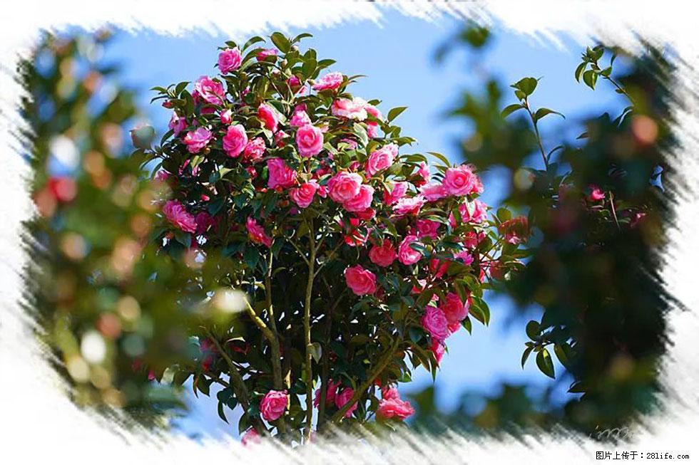 【春天，广西桂林灌阳县向您发出邀请！】杨柳井茶花惹人爱 - 游山玩水 - 湘潭生活社区 - 湘潭28生活网 xiangtan.28life.net
