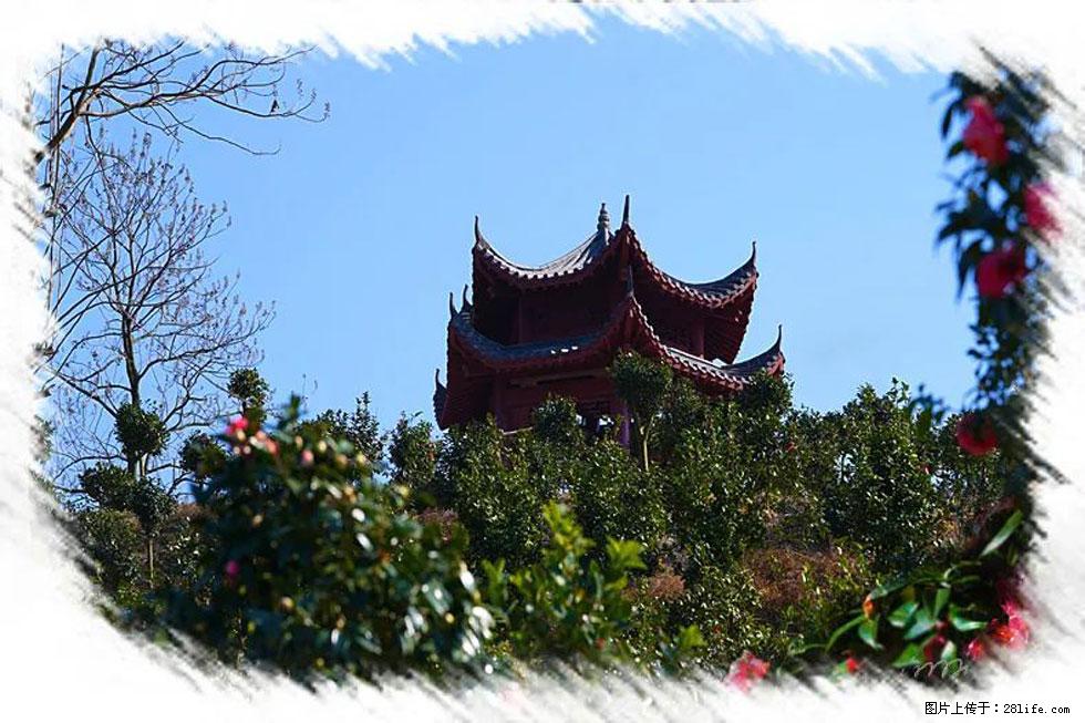 【春天，广西桂林灌阳县向您发出邀请！】杨柳井茶花惹人爱 - 游山玩水 - 湘潭生活社区 - 湘潭28生活网 xiangtan.28life.net