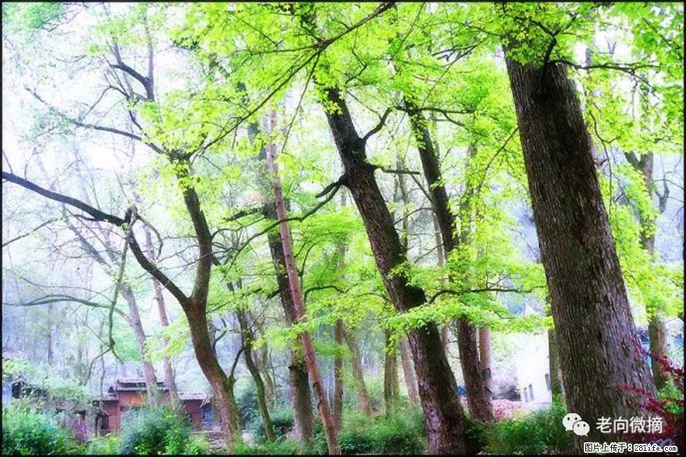【春天,广西桂林灌阳县向您发出邀请!】在小龙村与春天约会 - 游山玩水 - 湘潭生活社区 - 湘潭28生活网 xiangtan.28life.net