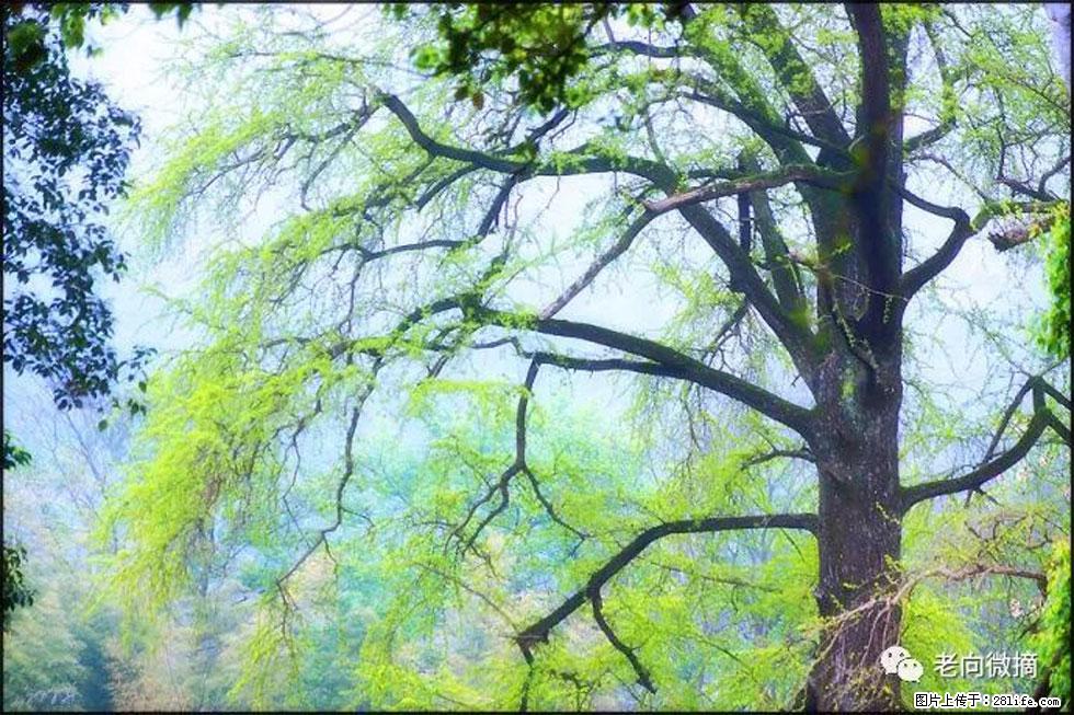 【春天,广西桂林灌阳县向您发出邀请!】在小龙村与春天约会 - 游山玩水 - 湘潭生活社区 - 湘潭28生活网 xiangtan.28life.net