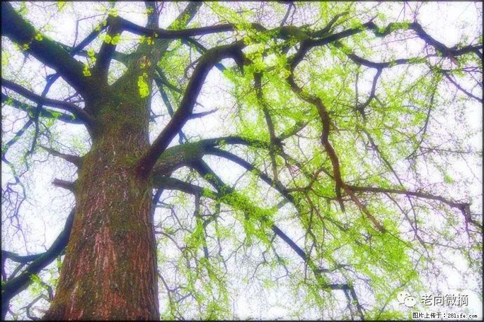【春天,广西桂林灌阳县向您发出邀请!】在小龙村与春天约会 - 游山玩水 - 湘潭生活社区 - 湘潭28生活网 xiangtan.28life.net
