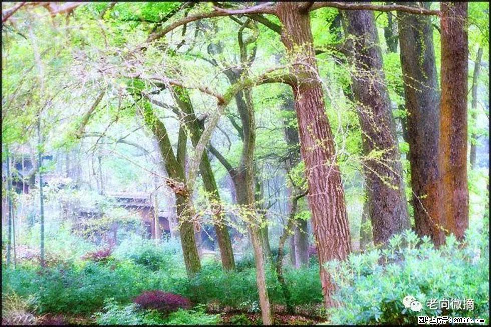 【春天,广西桂林灌阳县向您发出邀请!】在小龙村与春天约会 - 游山玩水 - 湘潭生活社区 - 湘潭28生活网 xiangtan.28life.net