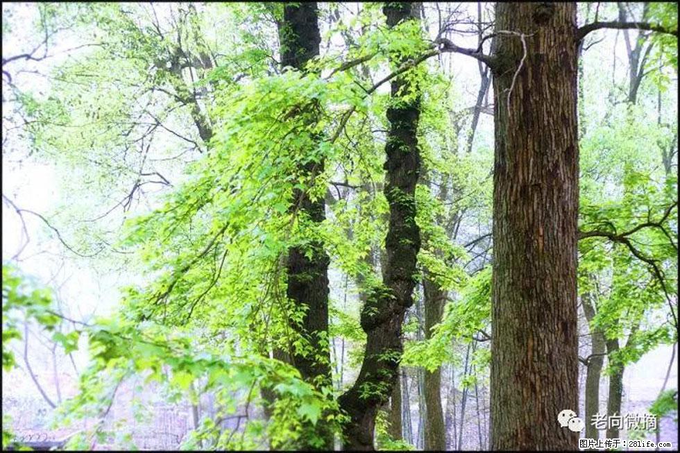【春天,广西桂林灌阳县向您发出邀请!】在小龙村与春天约会 - 游山玩水 - 湘潭生活社区 - 湘潭28生活网 xiangtan.28life.net