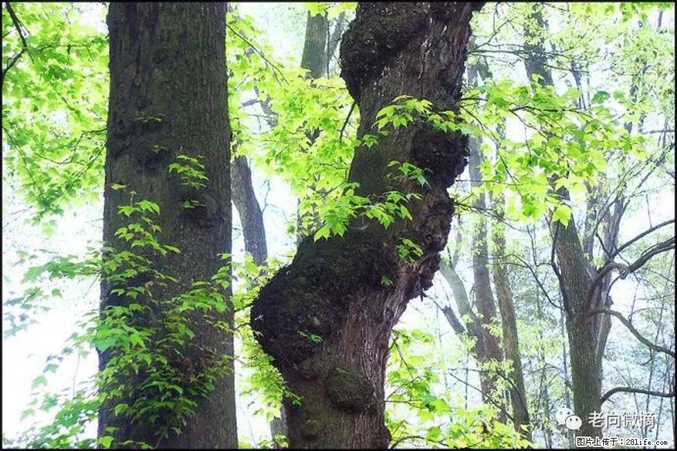 【春天,广西桂林灌阳县向您发出邀请!】在小龙村与春天约会 - 游山玩水 - 湘潭生活社区 - 湘潭28生活网 xiangtan.28life.net