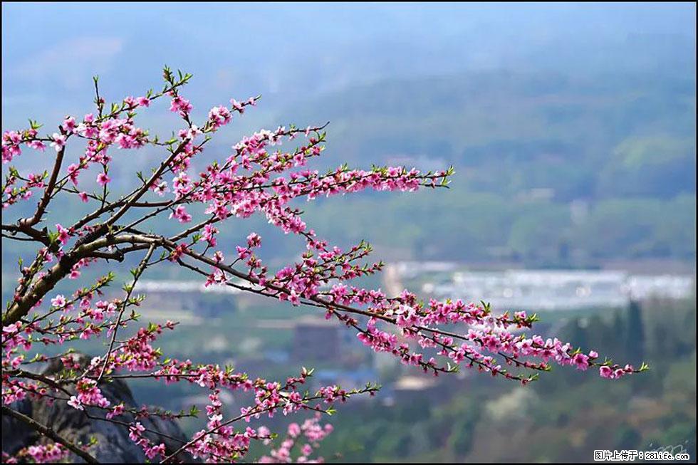 【春天，广西桂林灌阳县向您发出邀请！】望月岭上桃花开 - 游山玩水 - 湘潭生活社区 - 湘潭28生活网 xiangtan.28life.net