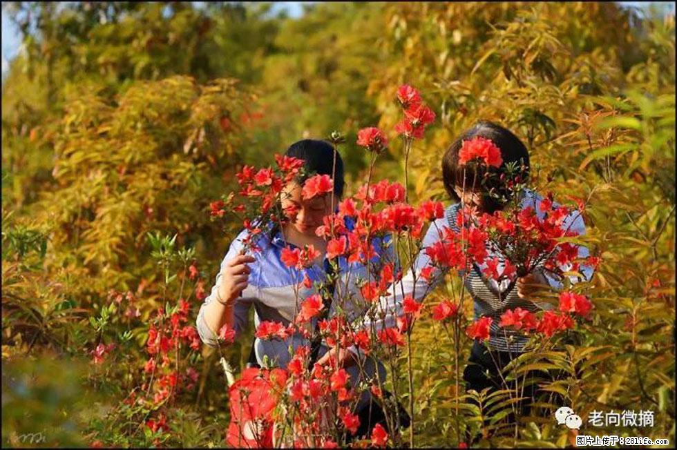 【春天，广西桂林灌阳县向您发出邀请！】登麒麟山，相约映山红 - 游山玩水 - 湘潭生活社区 - 湘潭28生活网 xiangtan.28life.net