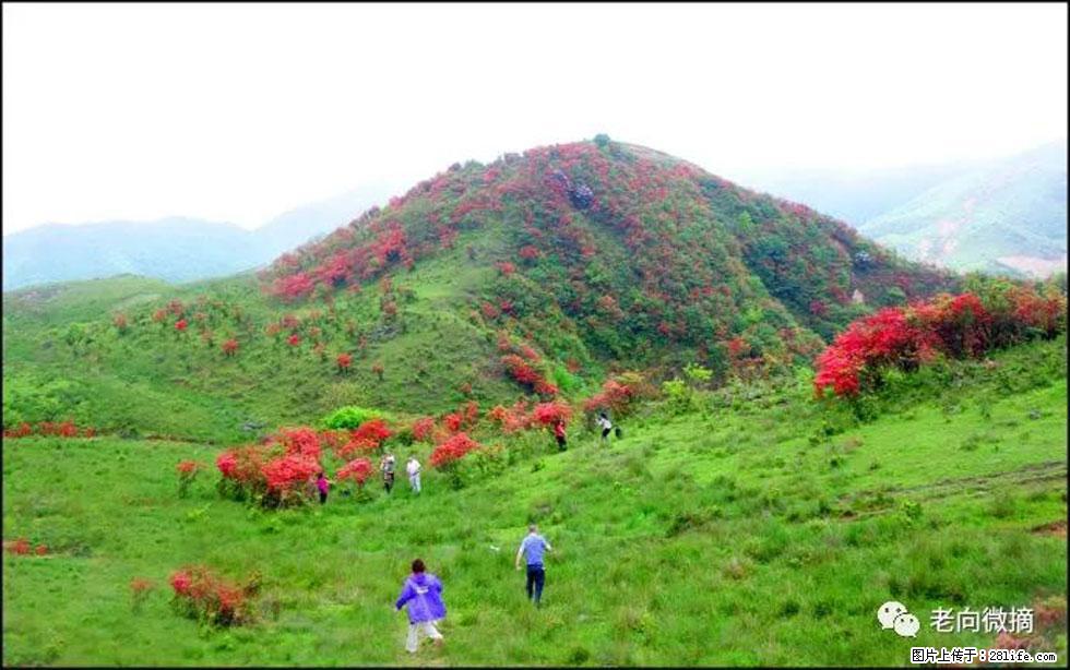【春天，广西桂林灌阳县向您发出邀请！】宝盖山上映山红 - 游山玩水 - 湘潭生活社区 - 湘潭28生活网 xiangtan.28life.net