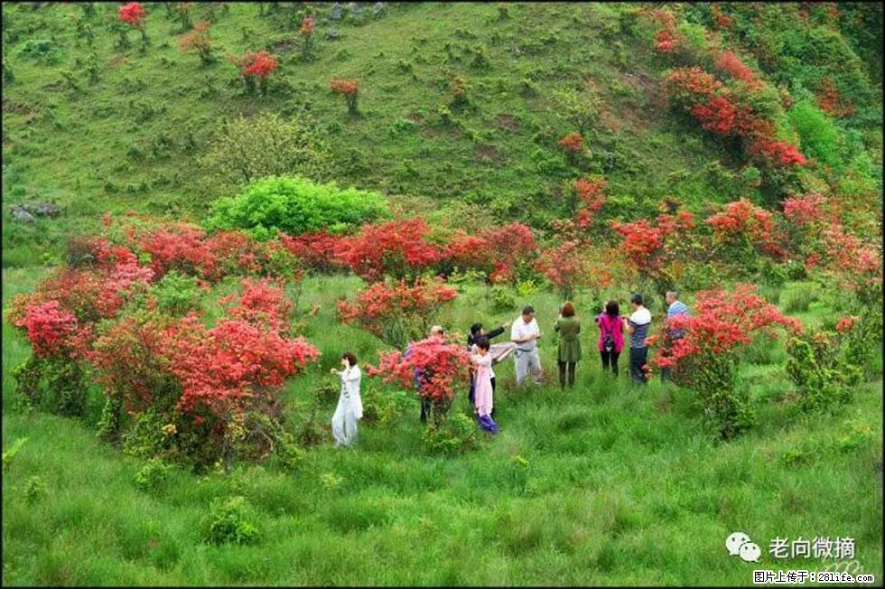 【春天，广西桂林灌阳县向您发出邀请！】宝盖山上映山红 - 游山玩水 - 湘潭生活社区 - 湘潭28生活网 xiangtan.28life.net
