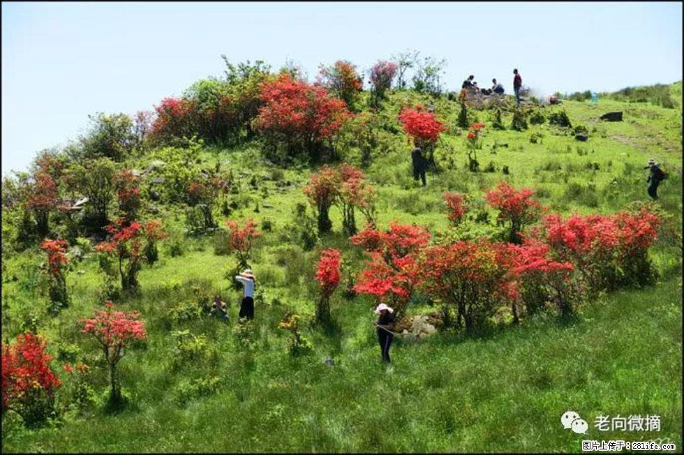 【春天，广西桂林灌阳县向您发出邀请！】宝盖山上映山红 - 游山玩水 - 湘潭生活社区 - 湘潭28生活网 xiangtan.28life.net