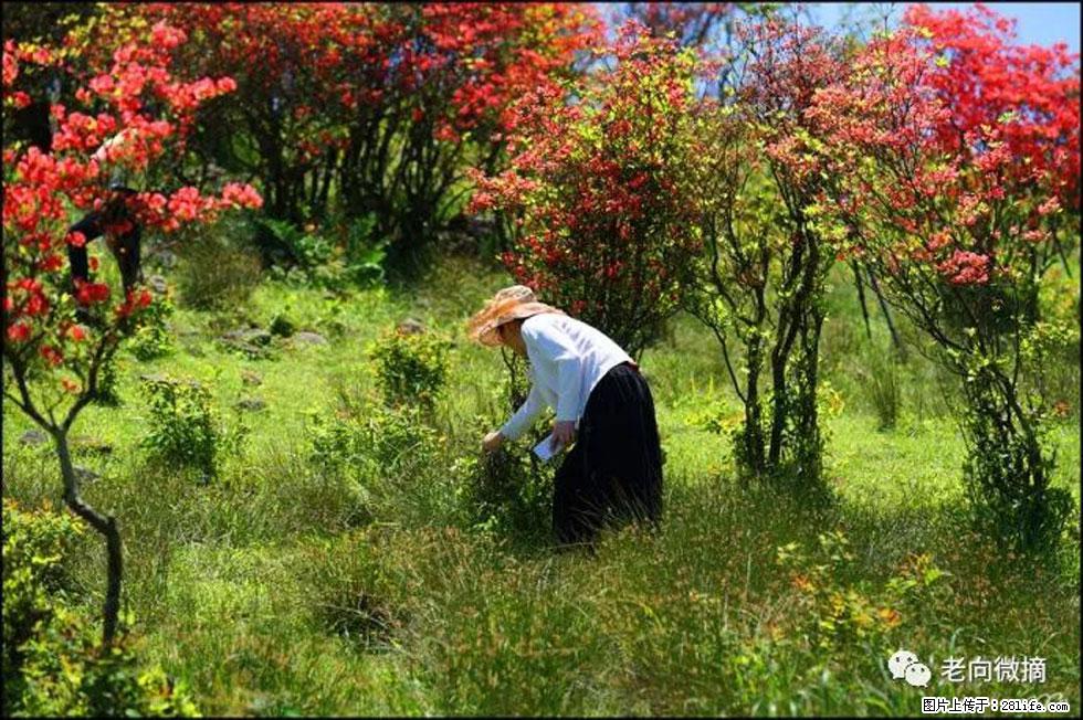 【春天，广西桂林灌阳县向您发出邀请！】宝盖山上映山红 - 游山玩水 - 湘潭生活社区 - 湘潭28生活网 xiangtan.28life.net