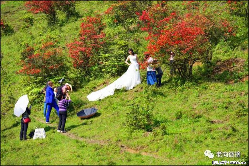 【春天，广西桂林灌阳县向您发出邀请！】宝盖山上映山红 - 游山玩水 - 湘潭生活社区 - 湘潭28生活网 xiangtan.28life.net