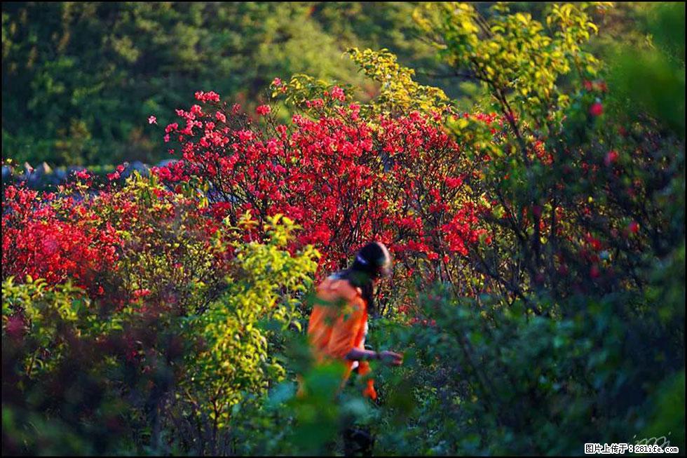 【春天，广西桂林灌阳县向您发出邀请！】春木界上映山红 - 游山玩水 - 湘潭生活社区 - 湘潭28生活网 xiangtan.28life.net