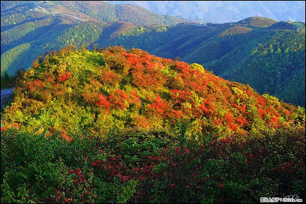 【春天，广西桂林灌阳县向您发出邀请！】春木界上映山红 - 游山玩水 - 湘潭生活社区 - 湘潭28生活网 xiangtan.28life.net