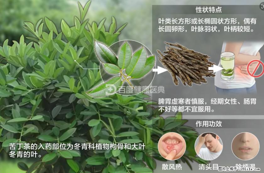 苦丁茶有哪些功效和作用 - 生活百科 - 湘潭生活社区 - 湘潭28生活网 xiangtan.28life.net