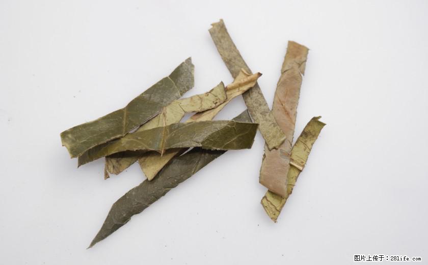 苦丁茶有哪些功效和作用 - 生活百科 - 湘潭生活社区 - 湘潭28生活网 xiangtan.28life.net