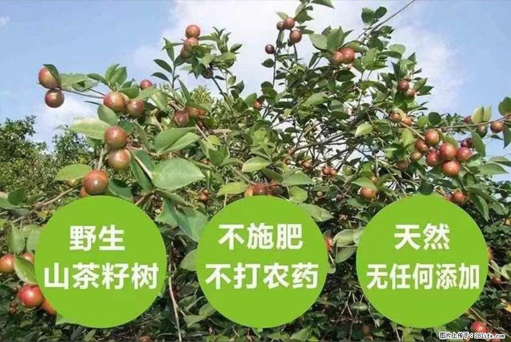 【灌阳县油茶产业示范区】一个有着充实的精神生活的人,对待身外之物自会有一种淡泊的态度 - 土特产 - 饮食特产 - 湘潭分类信息 - 湘潭28生活网 xiangtan.28life.net