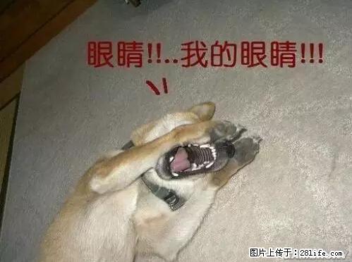 笑癫了！一女的怀孕三年未生，他终于忍不住了... - 娱乐八卦 - 湘潭生活社区 - 湘潭28生活网 xiangtan.28life.net