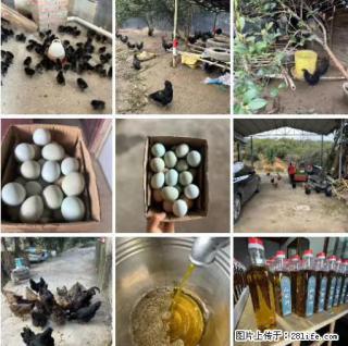 油茶园从小鸡仔开始养起的纯土鸡、土鸡蛋可以预定啦！还有前几天刚榨的纯山茶油哦 - 湘潭28生活网 xiangtan.28life.net