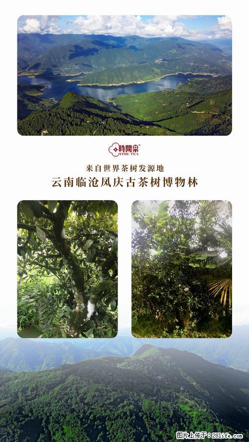 时间果百年古树2025年春红茶 - 购物交流 - 湘潭生活社区 - 湘潭28生活网 xiangtan.28life.net