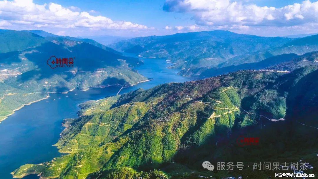 时间果百年古树龙珠普洱生茶 - 购物交流 - 湘潭生活社区 - 湘潭28生活网 xiangtan.28life.net