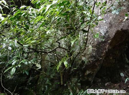 平乐石崖茶，珍贵仅次于金花茶 - 湘潭生活资讯 - 湘潭28生活网 xiangtan.28life.net