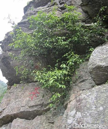 平乐石崖茶，珍贵仅次于金花茶 - 湘潭生活资讯 - 湘潭28生活网 xiangtan.28life.net