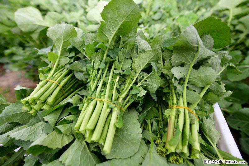 这些蔬菜是“天然钙片”，这6种被医生重点推荐 - 湘潭生活资讯 - 湘潭28生活网 xiangtan.28life.net